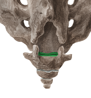 Sacrococcygeal joint (#2081)