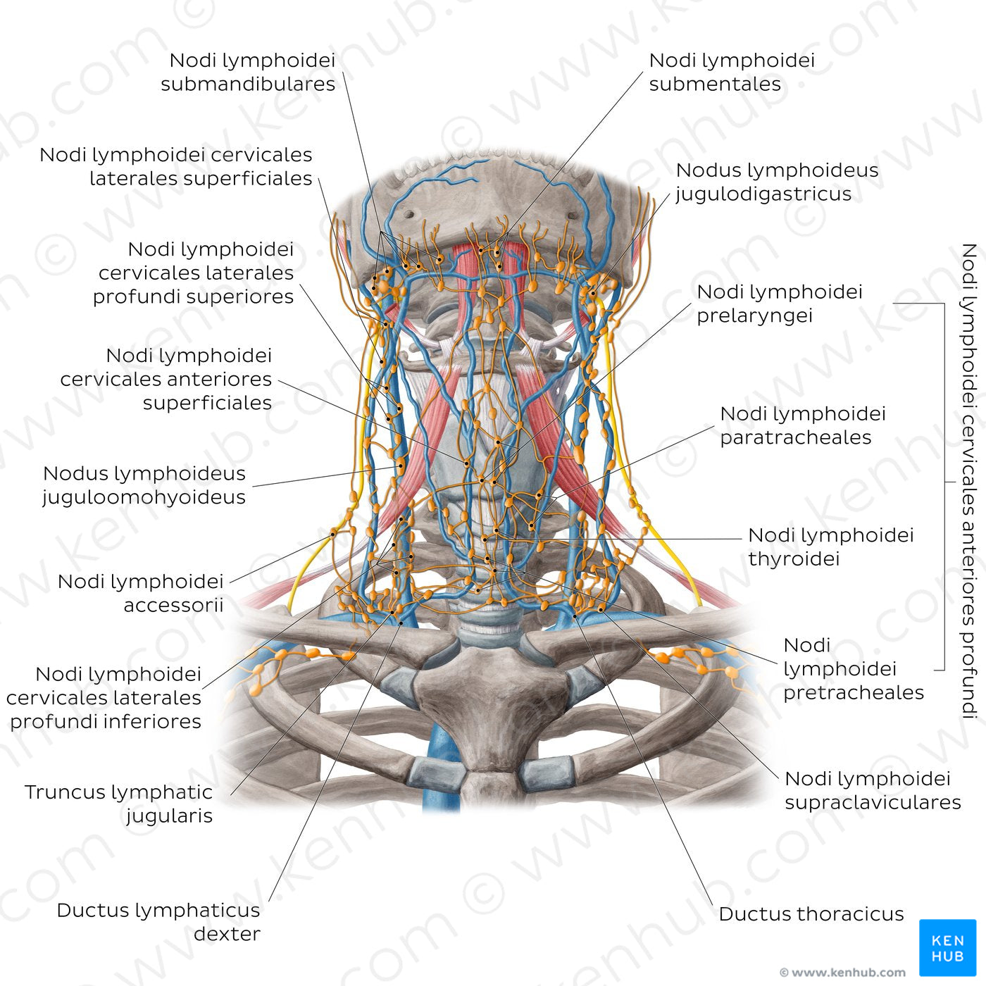 Lymphatics of the head and neck (Anterior) (Latin)