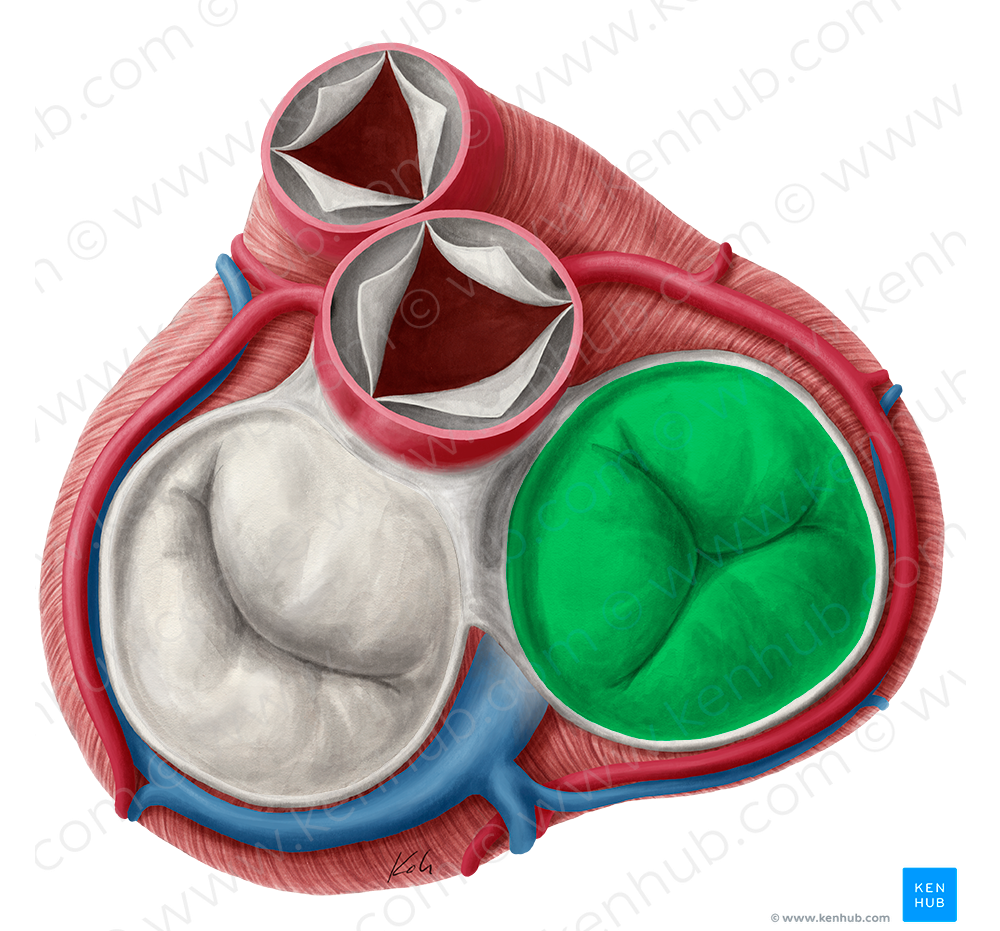 Right atrioventricular valve (#9903)