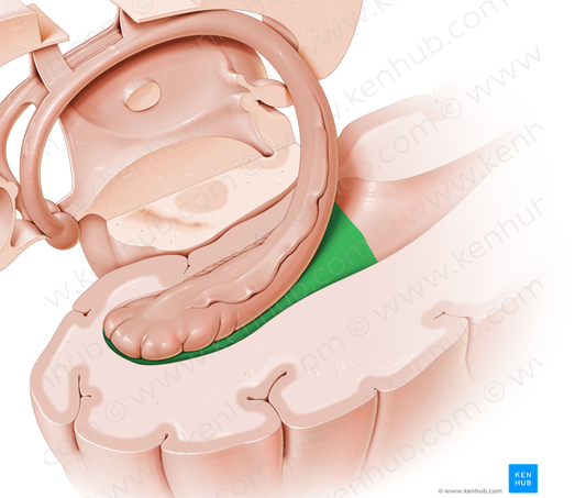 Temporal horn of lateral ventricle (#2878)