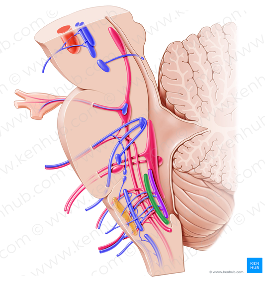 Nucleus of hypoglossal nerve (#7224)