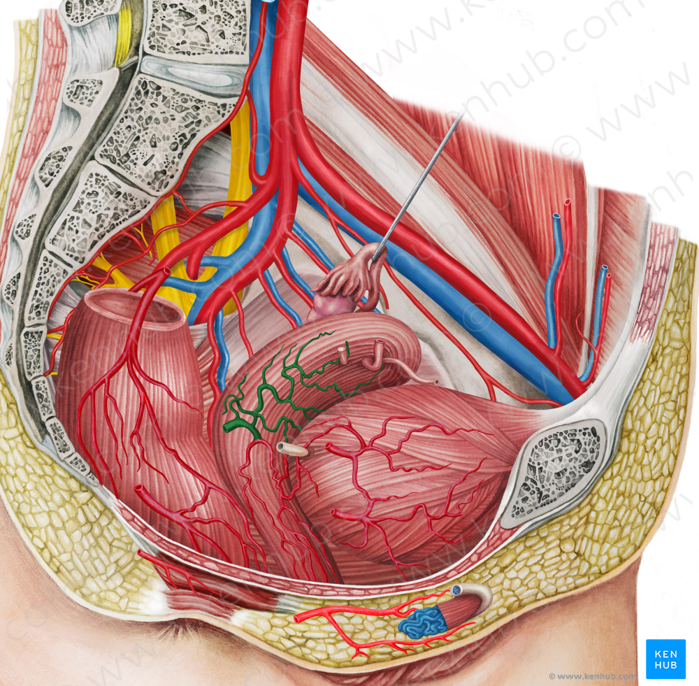 Right uterine artery (#1963)