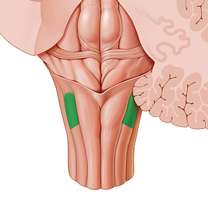 Cuneate tubercle (#9720)