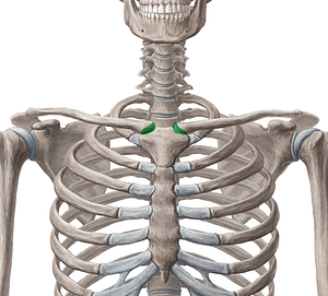 Sternoclavicular joint (#2088)