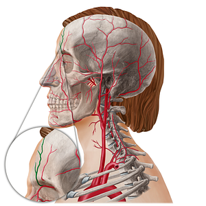 Supratrochlear artery (21809) Kenhub Image License Store
