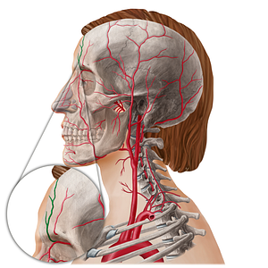 Supratrochlear artery (#21809)