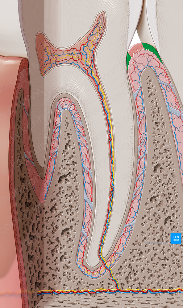 Alveolar gingiva (#7708)