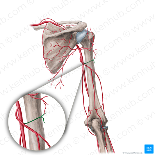 Deltoid branch of deep brachial artery (#19224)