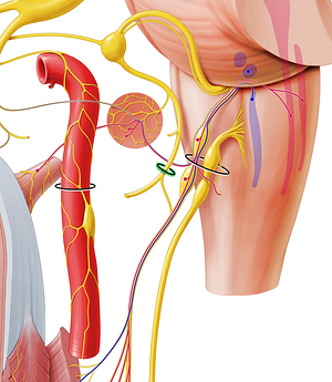 Stylomastoid foramen (#3813)