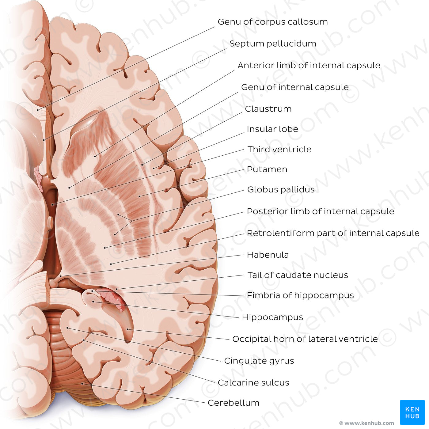 Horizontal section of the brain: Section B (English)