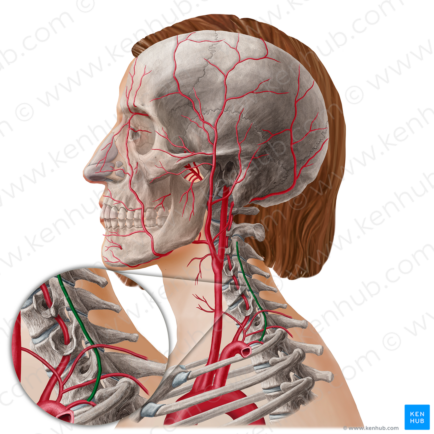 Deep cervical artery (#21786)