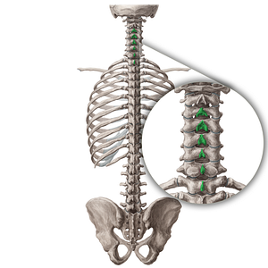 Spinous processes of vertebrae C3-T1 (#19754)