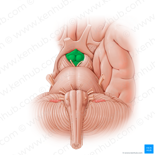 Interpeduncular fossa (#21200)