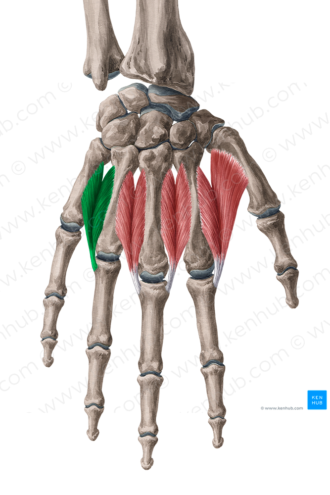 4th dorsal interosseous muscle of hand (#5496)