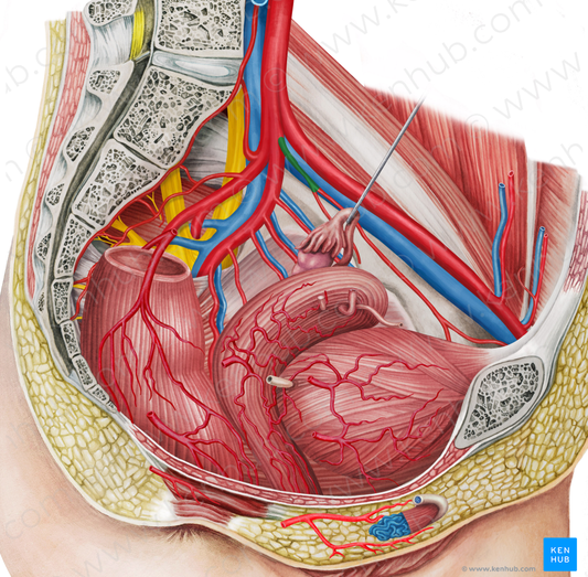 Left umbilical artery (#1960)