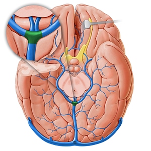 Posterior venous confluence (#18256)