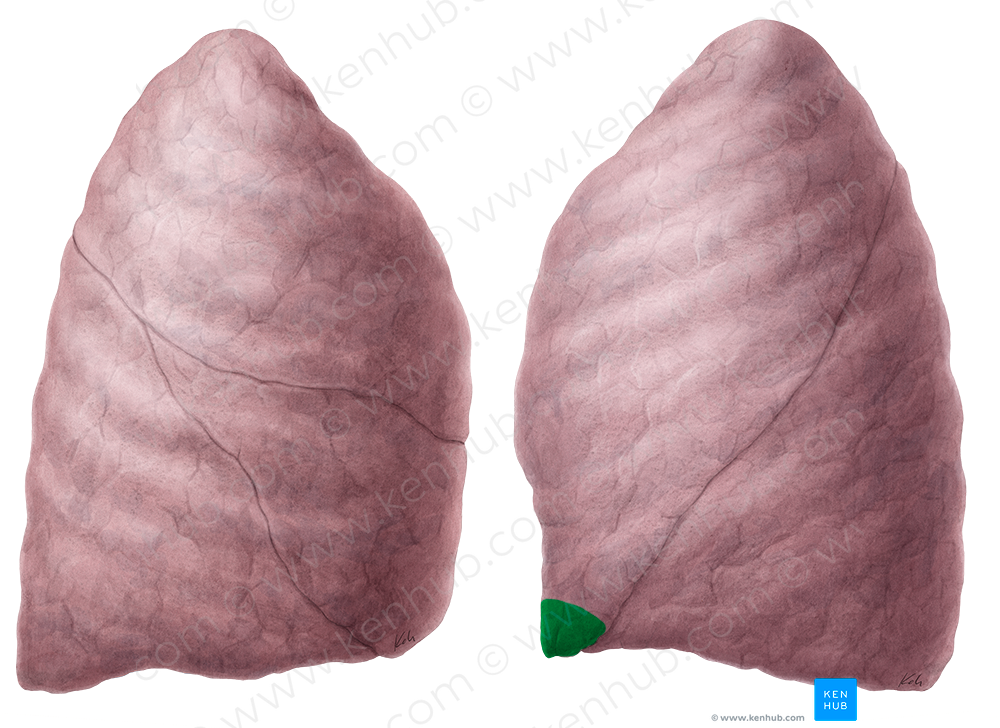 Lingula of left lung (#4749)