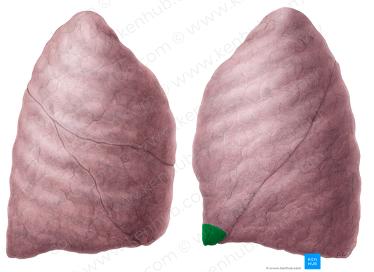 Lingula of left lung (#4749)