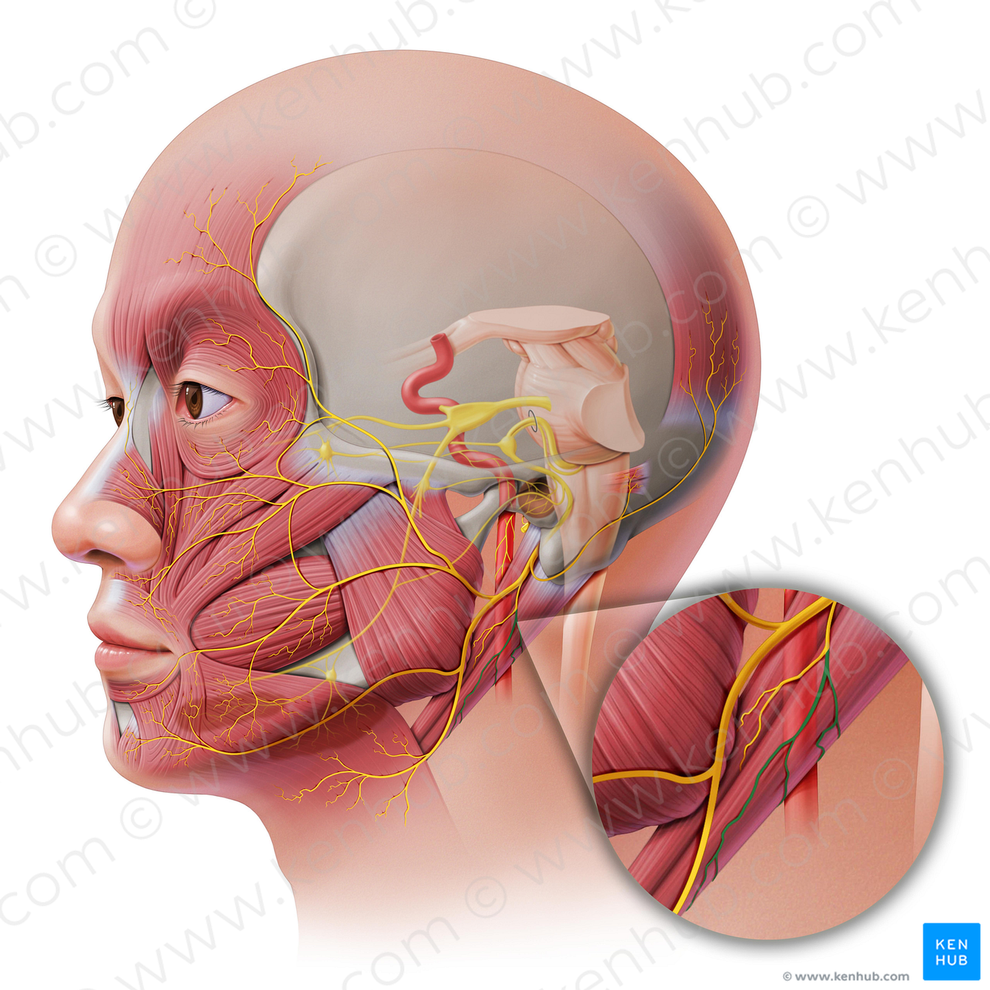 Digastric branch of facial nerve (#8670)