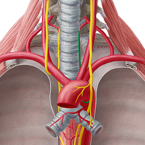 Left recurrent laryngeal nerve (#6523)