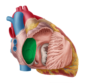 Interatrial septum (#8982)