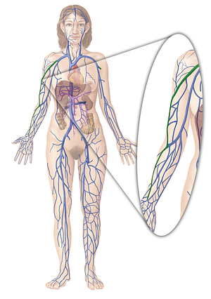 Cephalic vein (#10104)