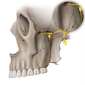 Posterior superior alveolar nerve (#18471)