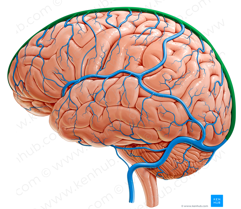 Superior sagittal sinus (#9043)