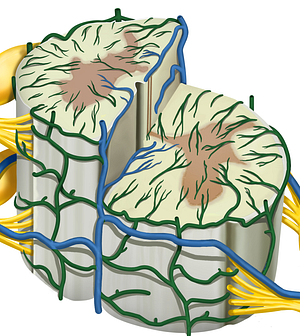 Coronal venous plexus (#8064)