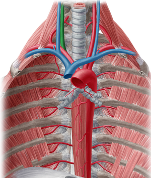 Right common carotid artery (#941)