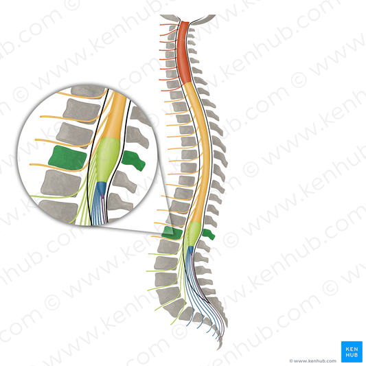 Vertebra T12 (#16111)