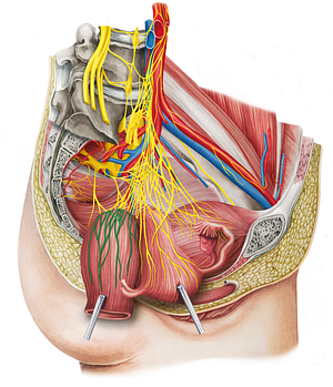 Left middle anorectal plexus (#8034)