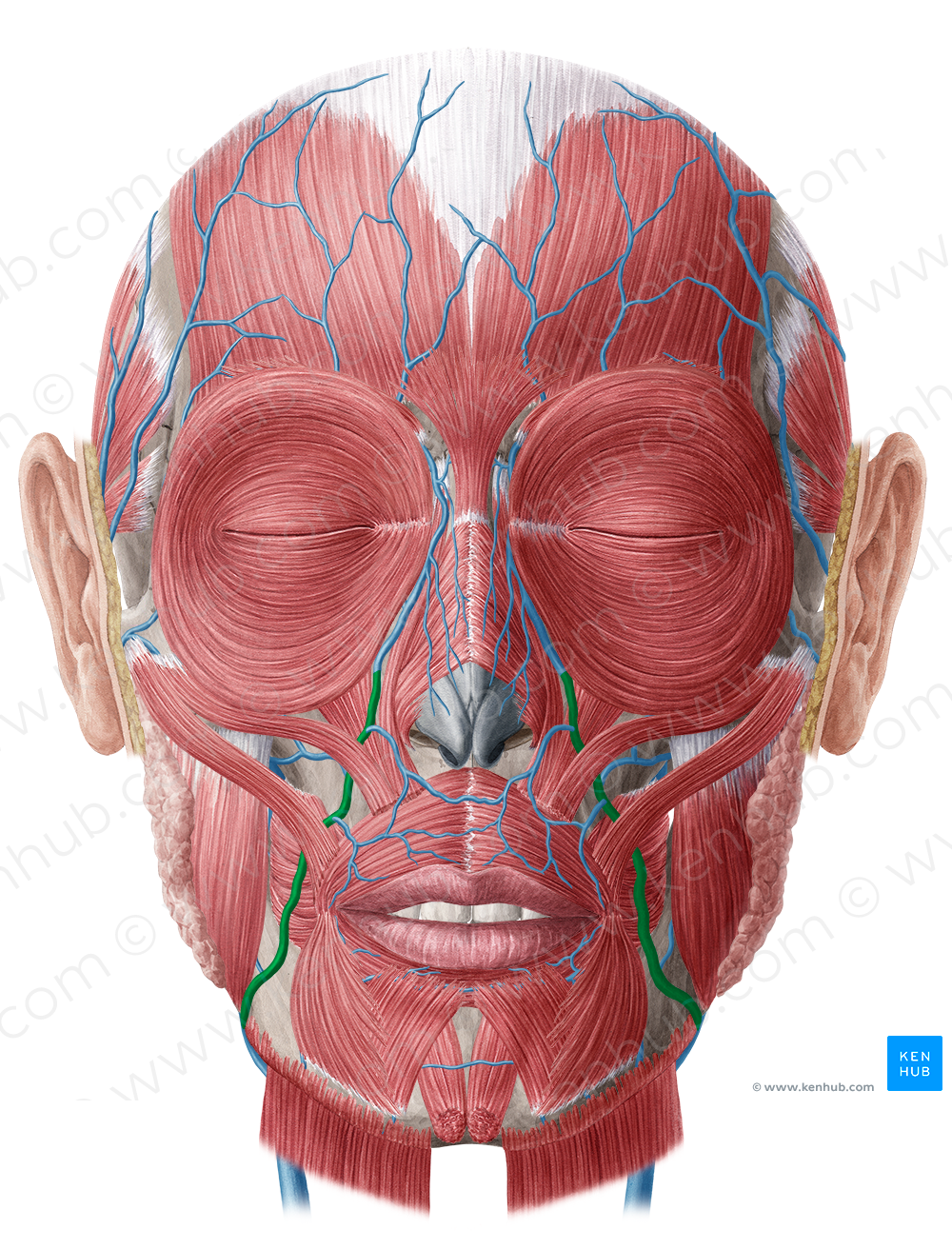 Facial vein (#10235)