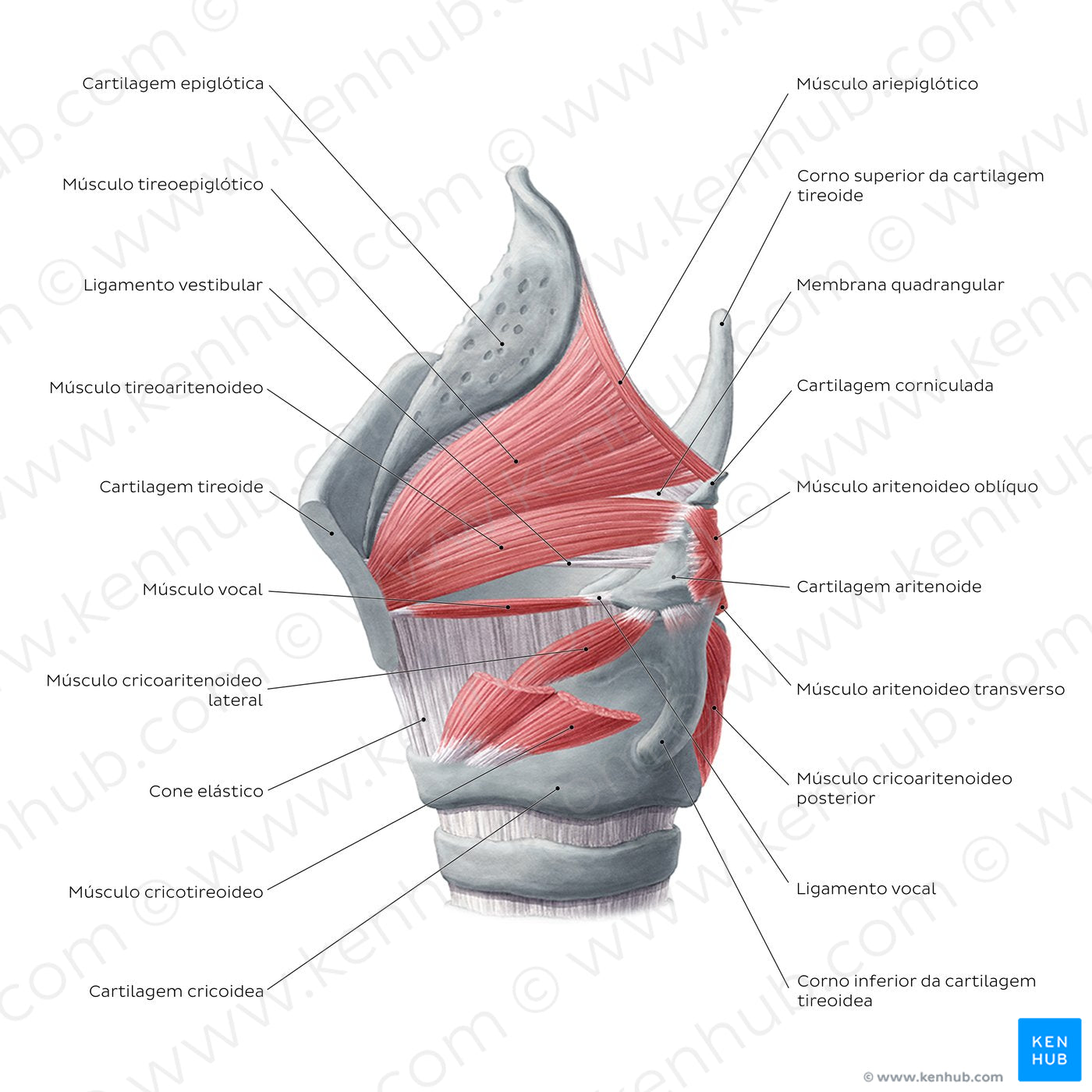 Muscles of the larynx: lateral view (Portuguese)