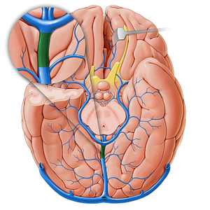 Great cerebral vein (#18228)