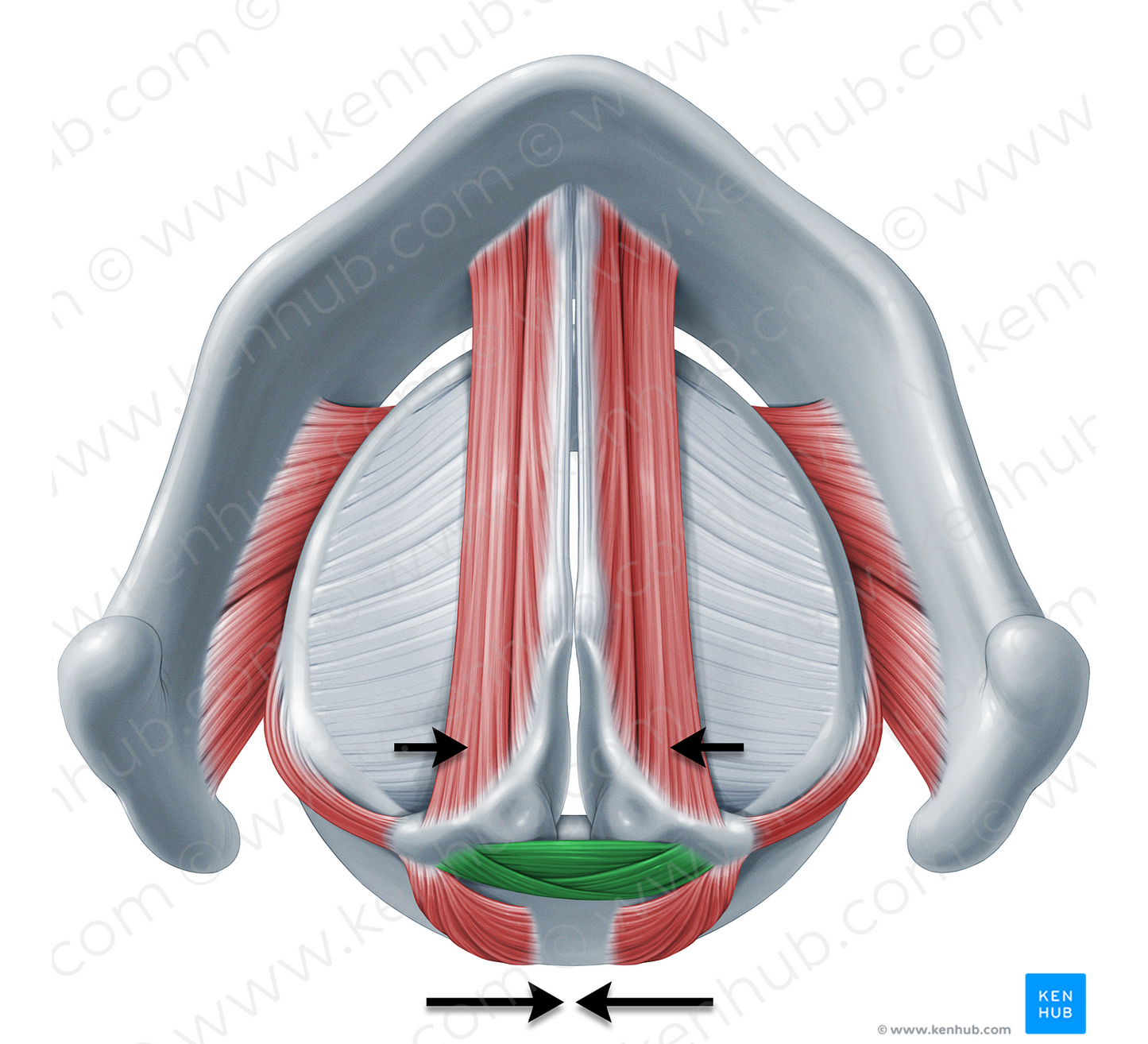 Action of transverse and oblique arytenoid muscles (#18342)