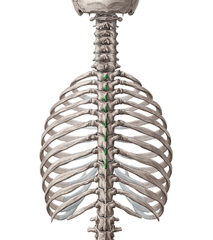 Spinous processes of vertebrae T1-T8 (#8270)