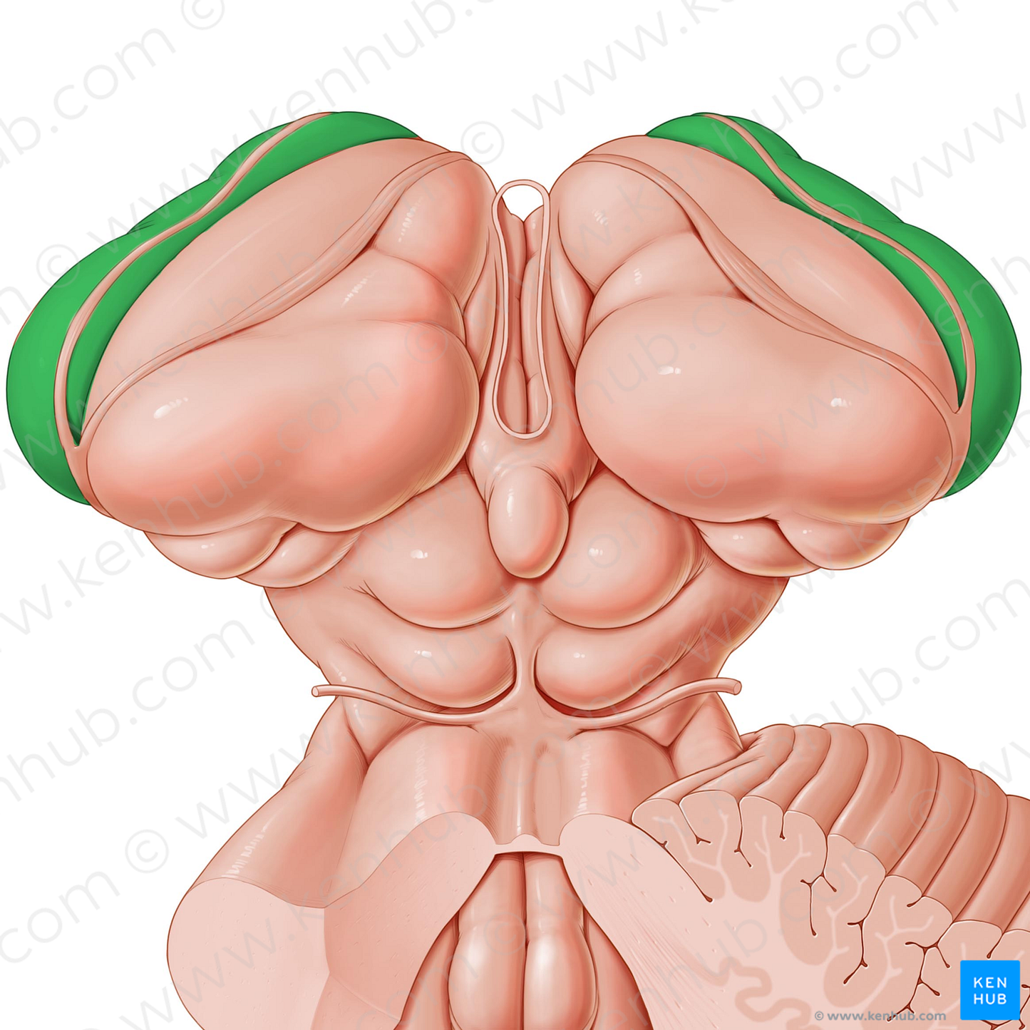 Caudate nucleus (#7172)