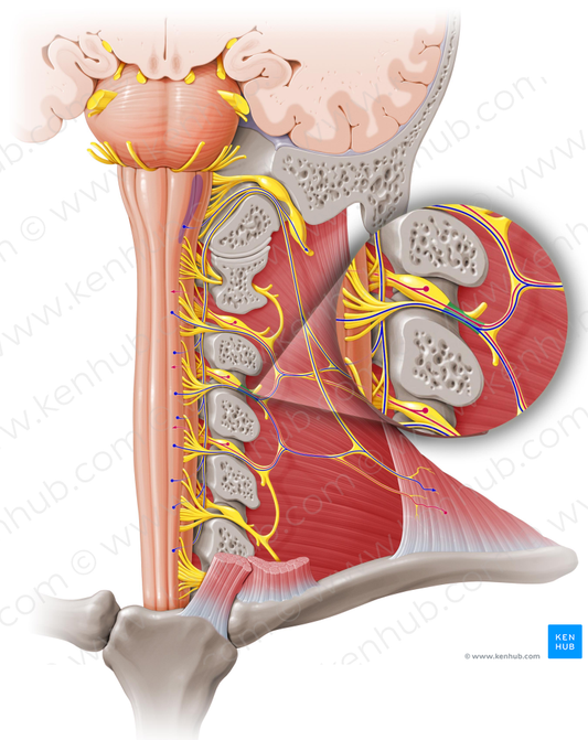 Spinal nerve C3 (#6733)