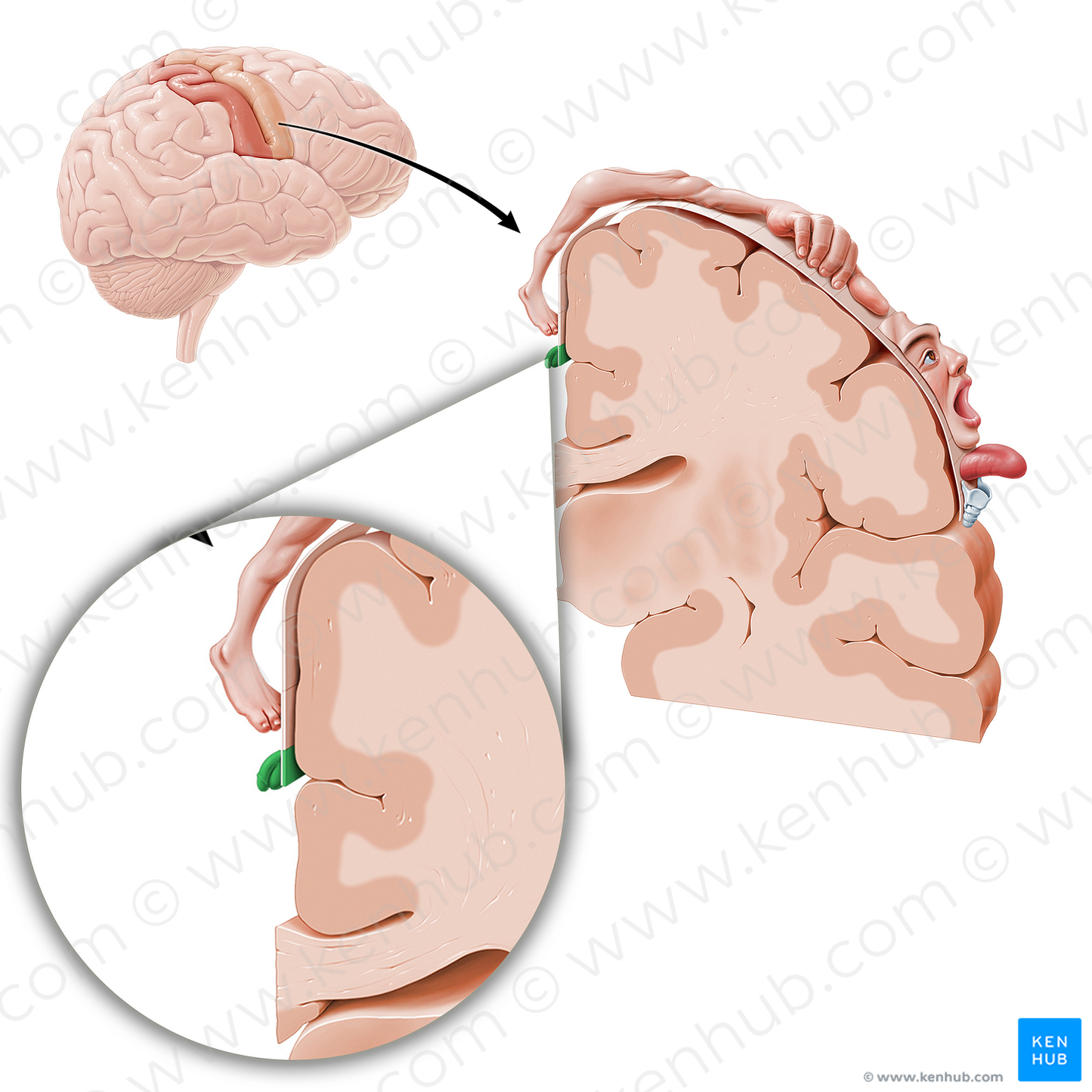 Motor cortex of genitals (#11073)