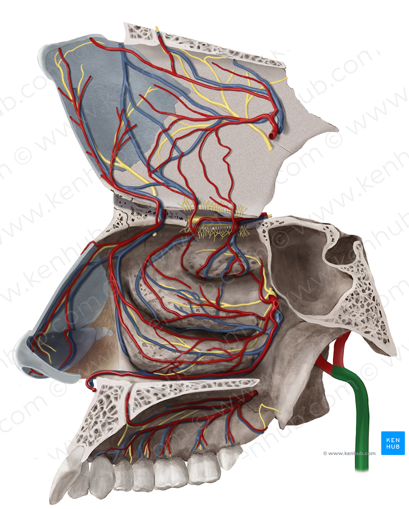 External carotid artery (#963)