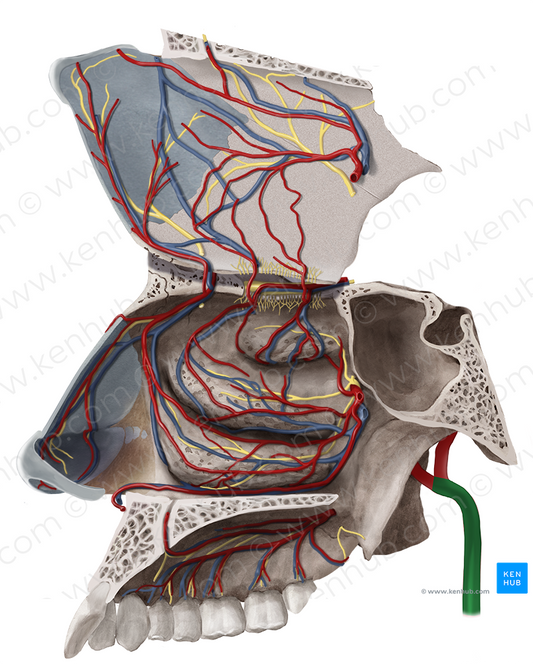 External carotid artery (#963)