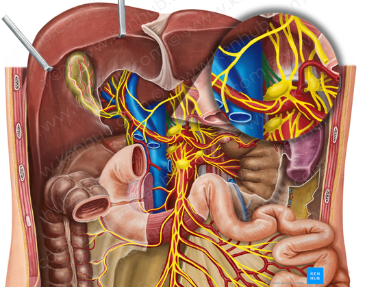 Right greater thoracic splanchnic nerve (#6767)