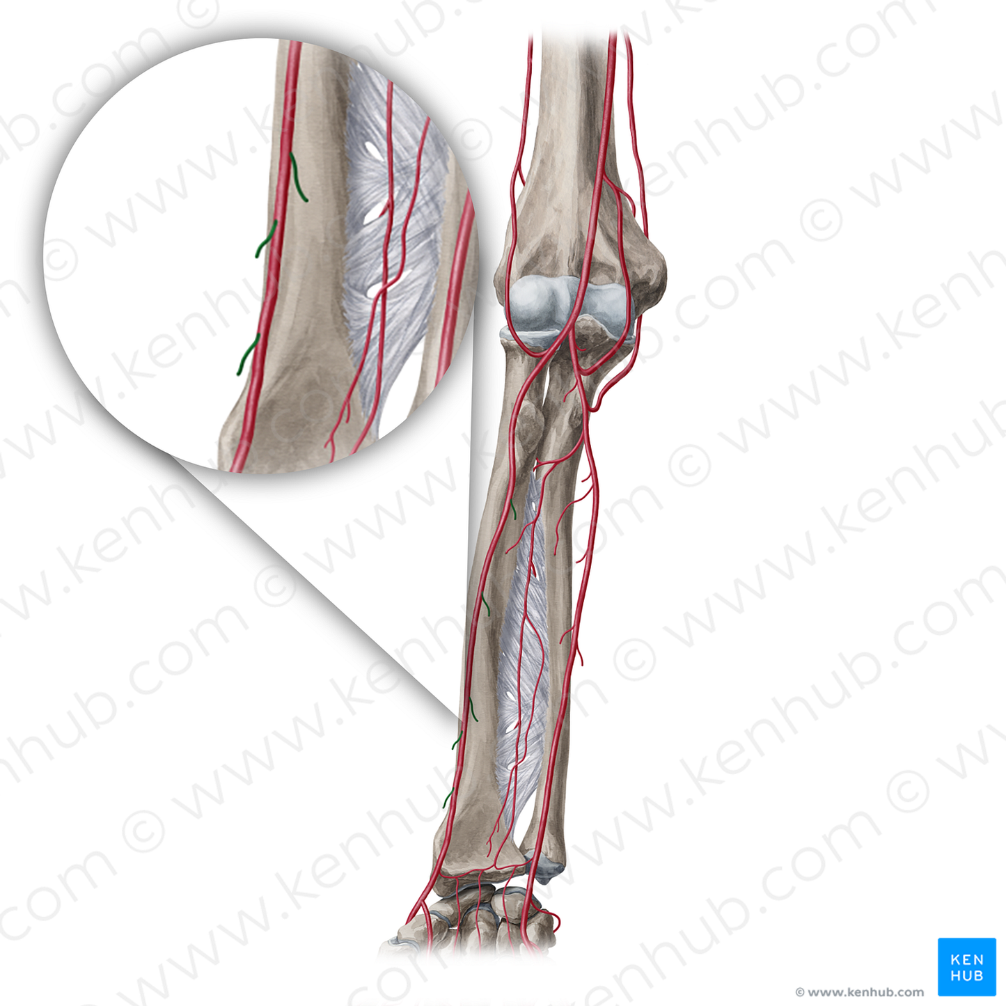 Muscular branches of radial artery (#20366)