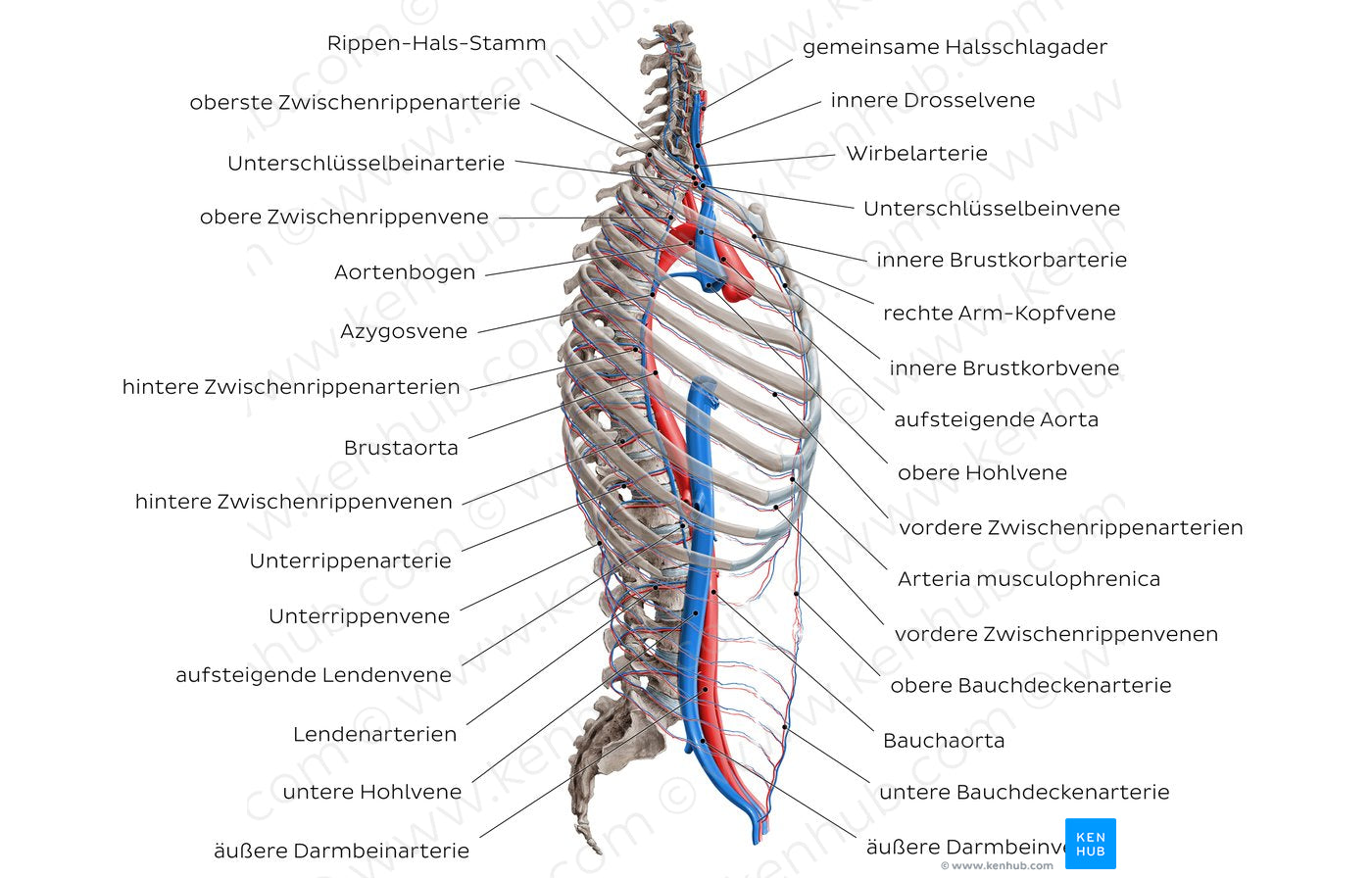 Arteries and veins of the back: Lateral view (German)