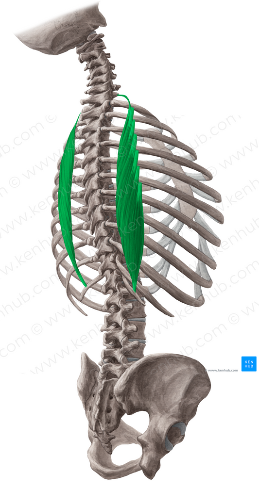 Iliocostalis thoracis muscle (#5469)